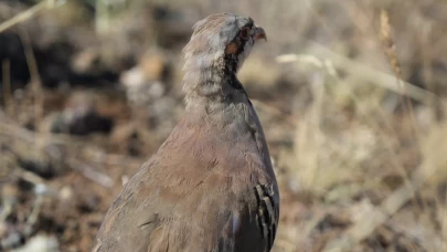 Kene avcısı keklikler doğaya salındı