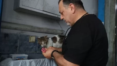 Sanayide büyüyen tekir kedi 'Psikopat' esnafın maskotu oldu