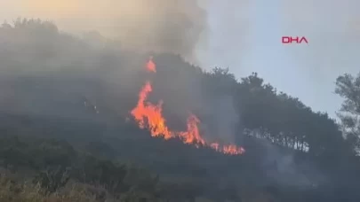 Bursa-Yalova sınırında orman yangını