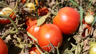 Sıcak hava domatesi vurdu