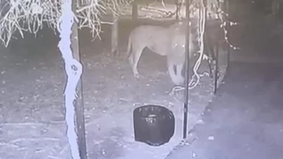 Çiftçiye saldıran aslanın sahibinden 'sosyaldi' savunması