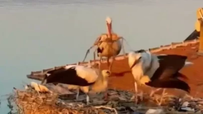 Yaren leyleğin yavrularından umut dolu haber: Uçuş eğitimleri başladı!