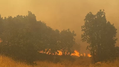 Mardin'de ormanlık alanda çıkan yangın kontrol altına alındı