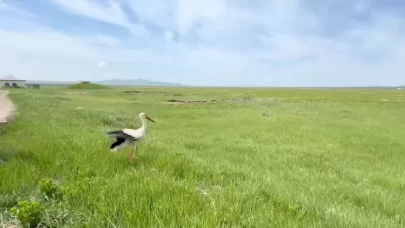 Milli Parklar, tedavisi tamamlanan yaban hayvanlarını doğaya bıraktı