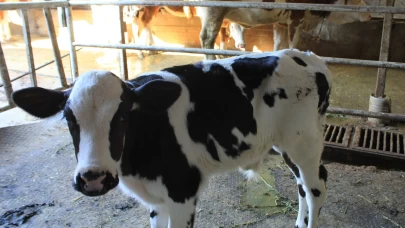 TARPOL raporu tartışma yarattı! Tarım ve Orman Bakanı Yardımcısı Gümen'den tepki