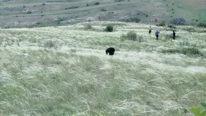 Mekanları süsleyen pampasın 'zahmetli' yolculuğu