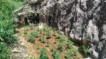 Bingöl'de 843 kök kenevir bitkisi ele geçirildi