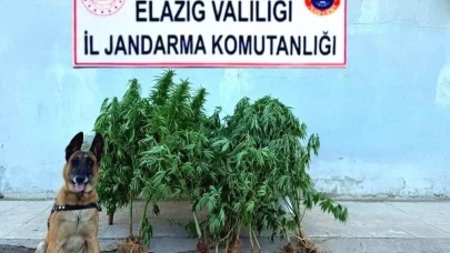 Elazığ'da tapulu arazide kenevir ele geçirildi