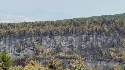 Orman yangınında zarar gören alanlar için yeşillendirme çalışması başlatıldı