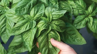 Evde pratik şekilde organik bitki yetiştirmenin yolları