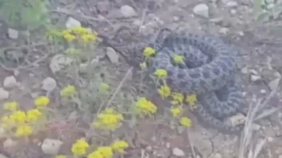 Dev engerek panik yaşattı