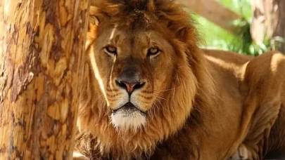 Manavgat'ta firari aslan aranıyor!