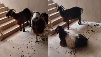 Muş'ta serinlemek için apartmana giren iki keçinin inadı tutunca asansörle indirildi