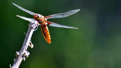 Sarıkamış'ın doğası "tarım dostu" yusufçuklarla renklendi