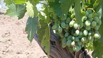 Horoz karası üzümünde kara yıl