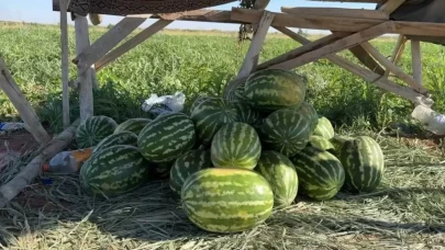 Suruç Ovası'nda yerli karpuzun ilk hasadı buruk başladı: Fiyatı 10 lira olursa bizi kurtarır