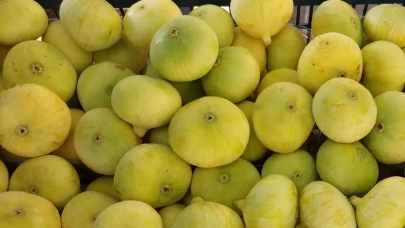 Mut beyaz incirinde tonlarca ihracat başladı!