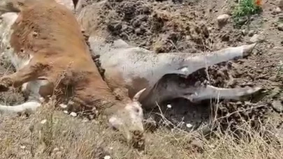 Karabük’te 3 inek şap hastalığından telef oldu