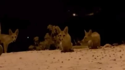 Antalya’da aç kalan tilki yavrularını kraker ve bisküviyle besledi