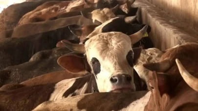 Tarım ve Orman Bakanlığı'ndan 'şap hastalığı' açıklaması! 'Binlerce ekip 81 ilde sahada'