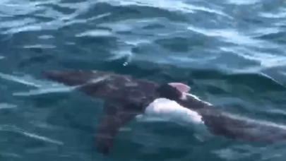 Saros Körfezi’nde 2,5 metrelik köpekbalığı görüntülendi