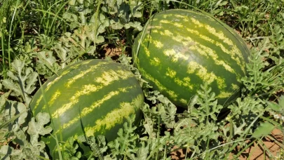 Hijyen eksikliği gıda zehirlenmesine yol açabilir