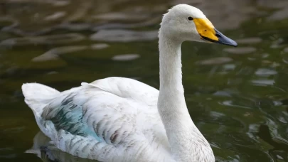 Kırıkkale’de Şehitler Parkı’nın simgesi: Zarif ve Zarife