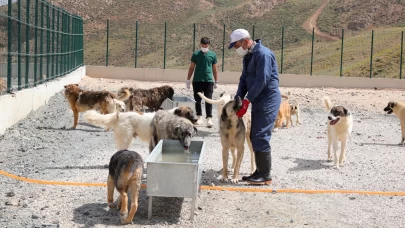 Doğal yaşam alanında 1600den fazla köpek barınıyor