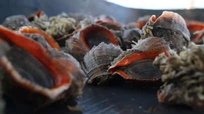 Deniz salyangozu ihracatı 6 ayda 4,5 milyon dolar kazandırdı