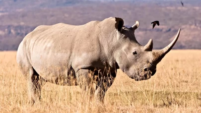 24 milyon yıllık fosillerden protein çıkarıldı