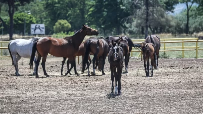 Türk Silahlı Kuvvetleri'nin atları özenle yetiştiriliyor