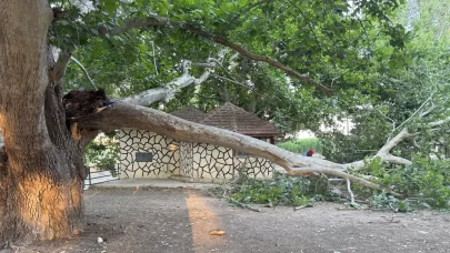 Piknik alanında ağacın dalı vatandaşların üzerine devrildi: 11 yaralı
