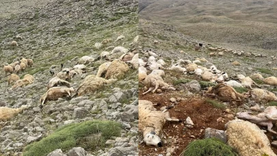 Tunceli'de yıldırım isabet eden 200 koyun telef oldu