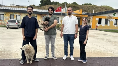 Zifte bulanan yavru köpek rehabilitasyon merkezinde yaşama tutundu