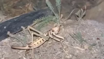 Elazığ’da dev etçil çekirge görüldü