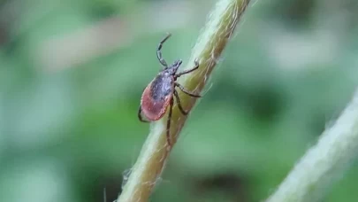 Türkiye'nin kene risk haritası çıkarılıyor