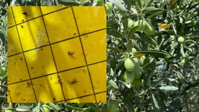 Salihli’de üreticiler ‘zeytin sineği’ne karşı bir kez daha uyarıldı