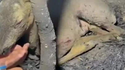 Çanakkale'de yürek burkan görüntüler!