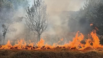 Ormanları korumak için yeni yasak!