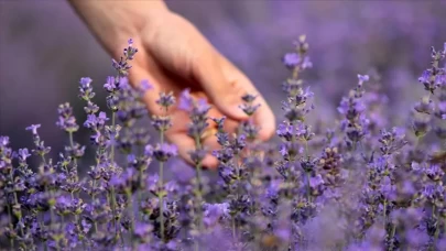 Mental sağlığı destekleyen küçük ev bitkileri!