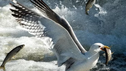 Van Gölü'nde avlanabilir balık stoku 7 bin 500 ton