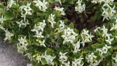 Faydası kadar zararı da var! Yoğurt otu kullanırken dikkat edilmesi gerekenler