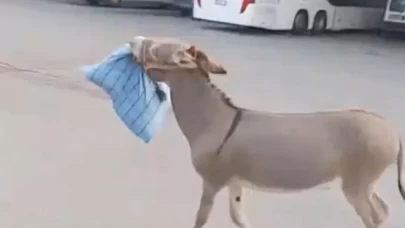 Eşek bu kez otobüs şoförünün yastığını çaldı