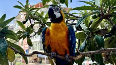 Antalya'da çalınan papağan  ‘Cabbar’ bulundu