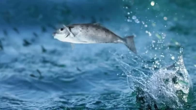 Rüyada Balık Görmek Ne Anlama Gelir? İşte Detaylı Yorumlar