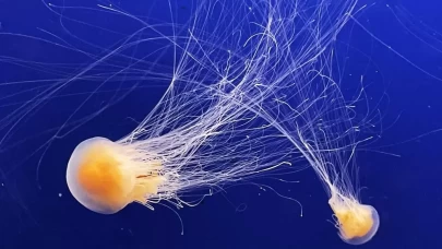 Nükleer denizanası alarmı