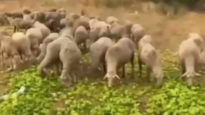Biber videosu sosyal medyayı karıştırdı! Gerçek çok başka çıktı