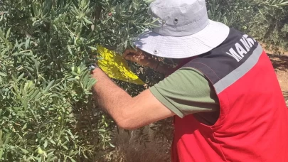 Salihli İlçe Tarımdan ‘zeytin sineği’ uyarısı