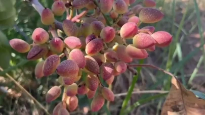 TİGEM'de fıstık hasadı başladı