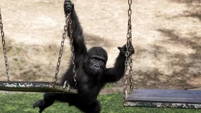 Goril yavrusu "Zeytin" Nijerya'ya gitmek için hazırlanıyor